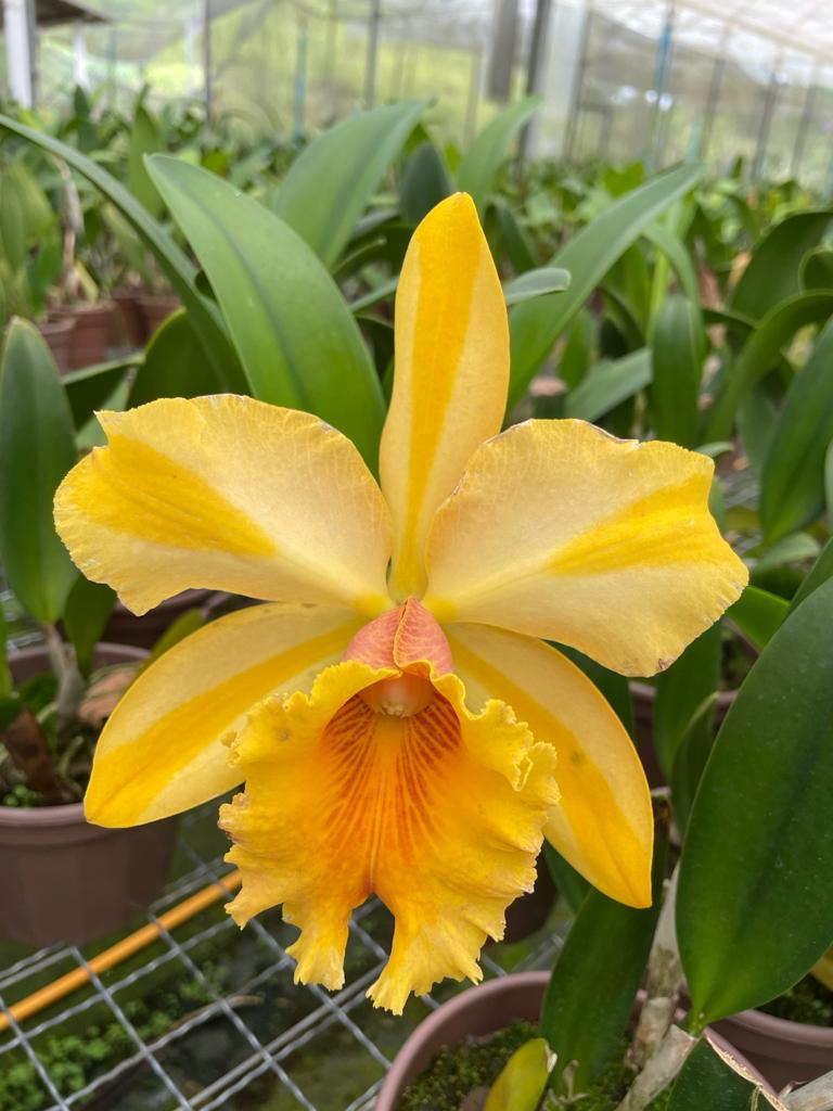 Blc. (Rlc.) Giselle Bündchen