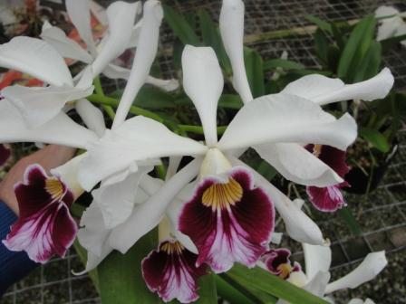 Laelia purpurata var. Vinicolor