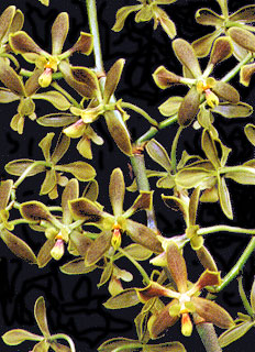 Encyclia patens