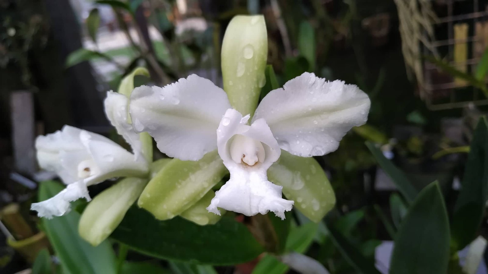 Cattleya leopoldii var. Alba Trilabelo