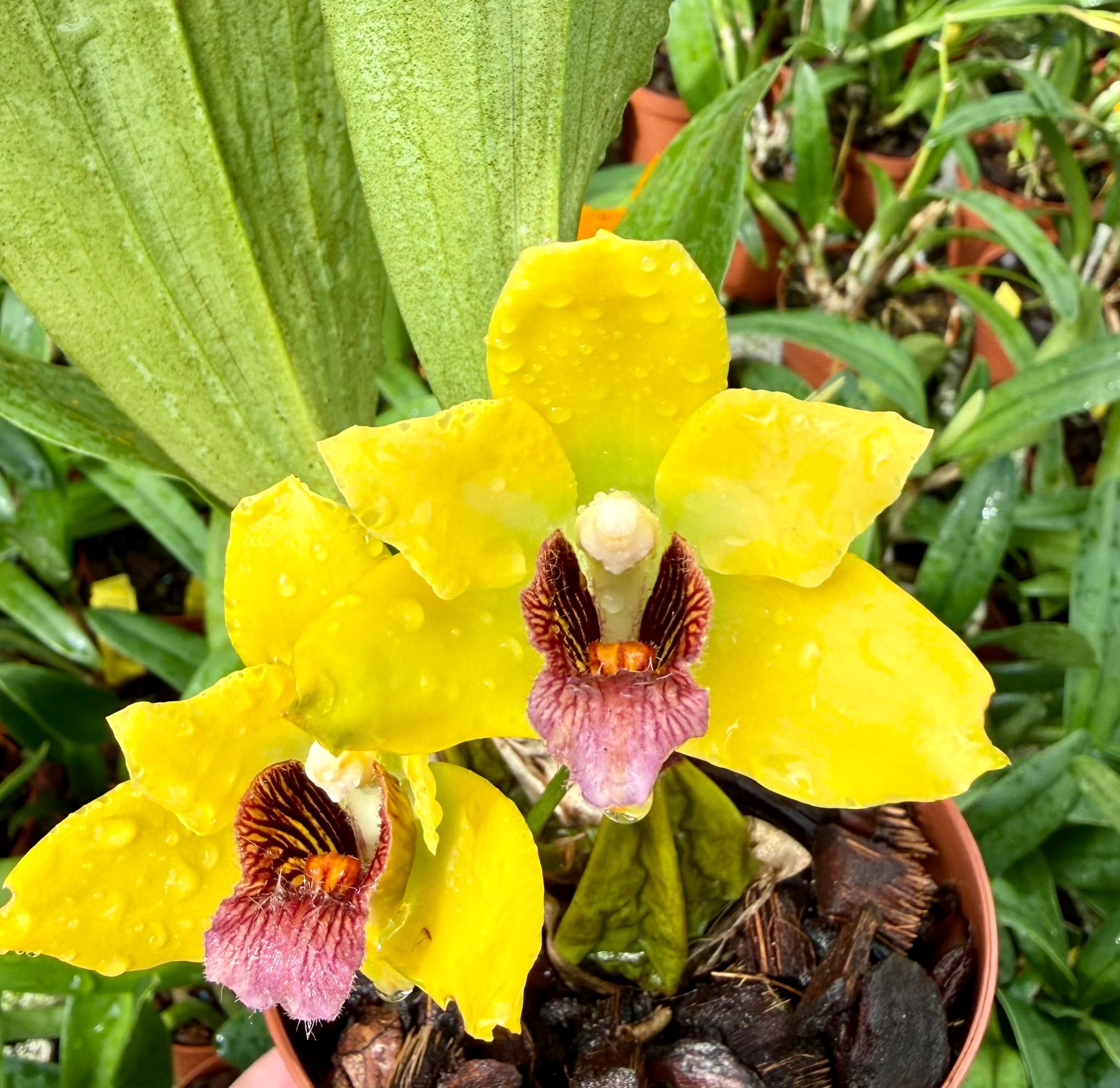 Bifrenaria harrisoniae "Yellow"