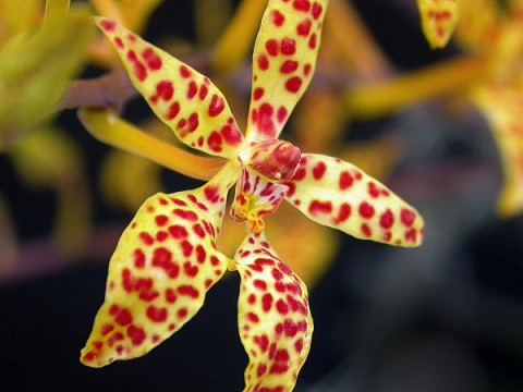 Renantheramonachica1 Renanthera monachica