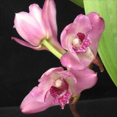 Bifrenaria thyrianthina AM/AOS x self