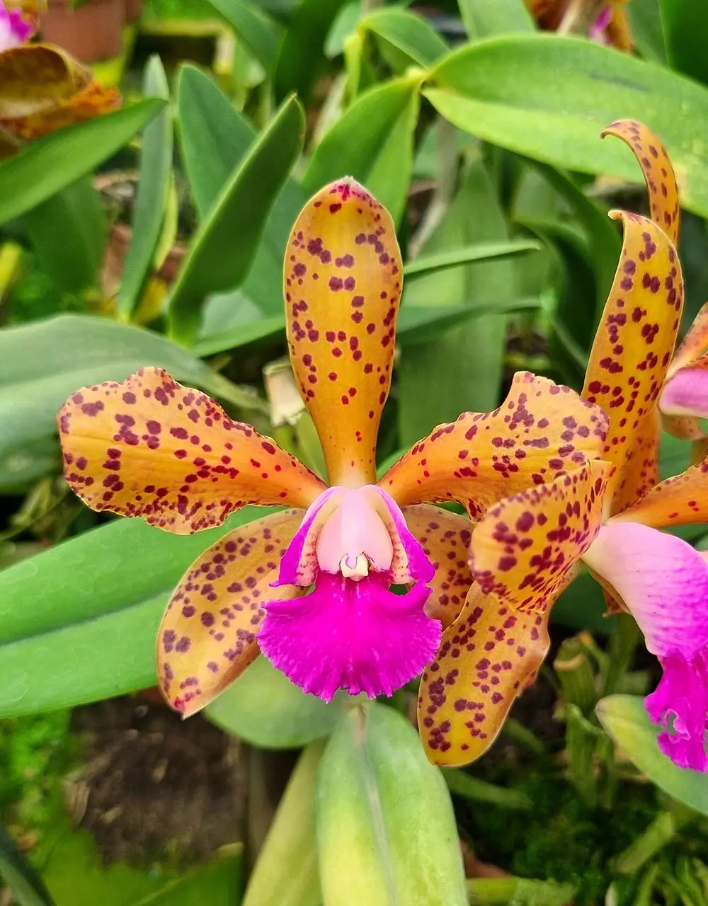 Blc. Durigan "Aries" x Cattleya granulosa
