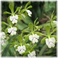 Epidendrum floribundum