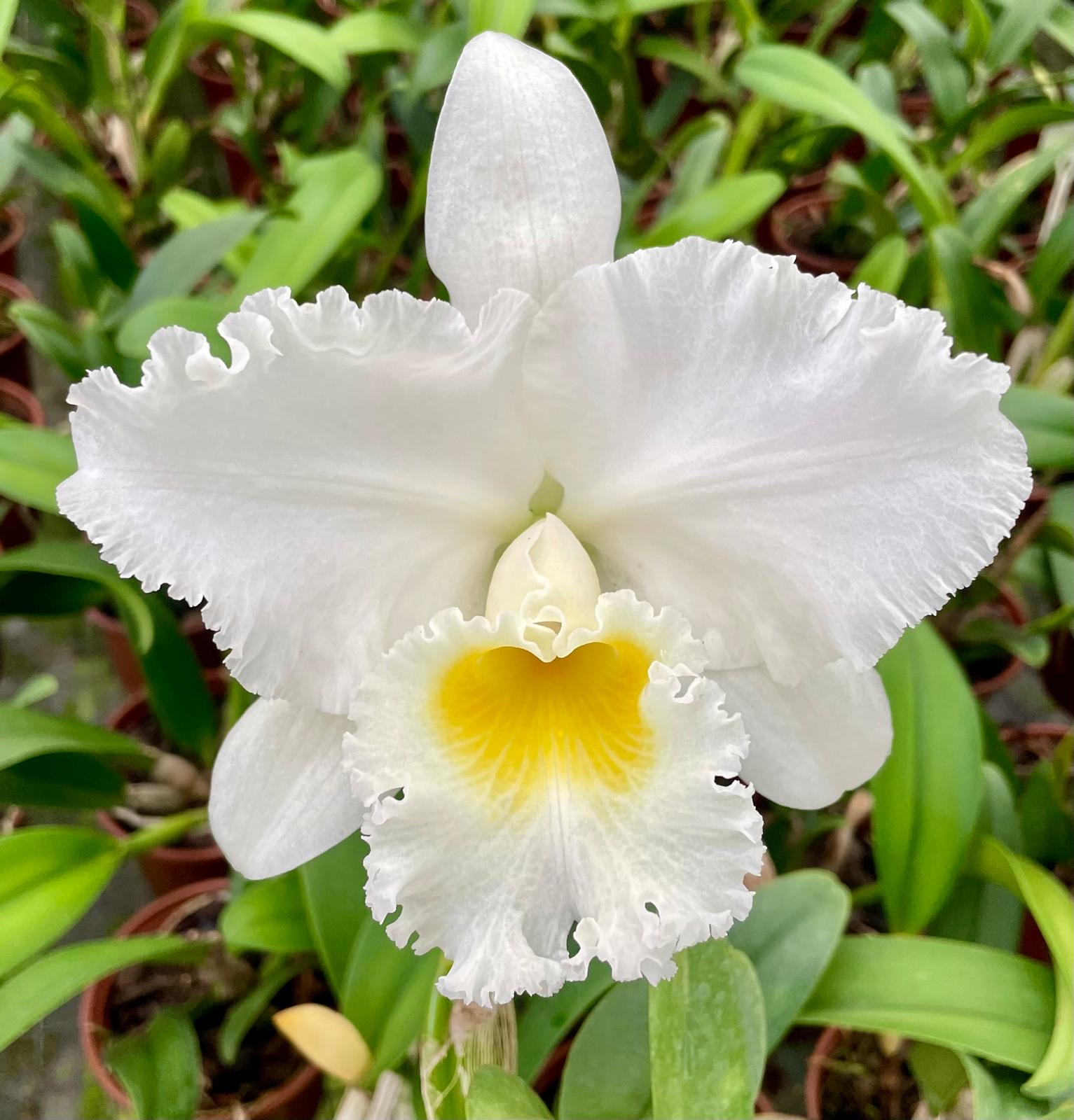 Blc. Burdekin Bride