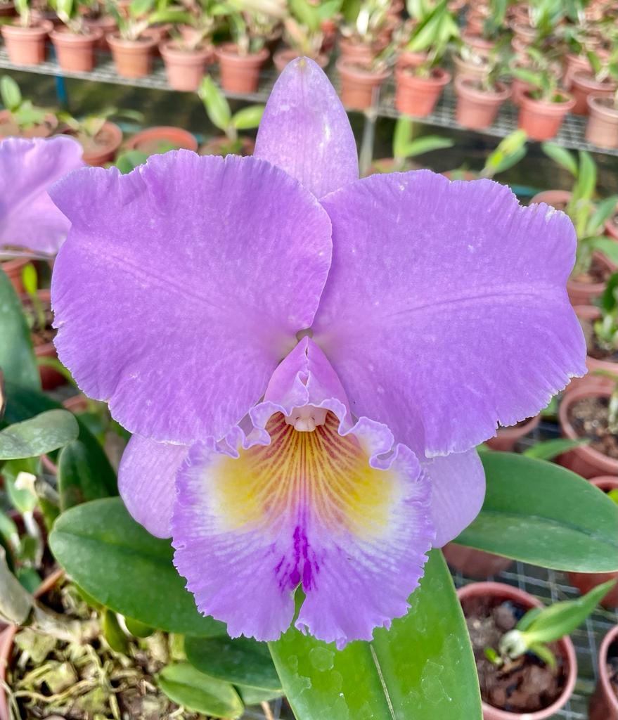 Blc-Turandot-Guaxupe-1