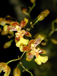 Oncidium harrisonianum