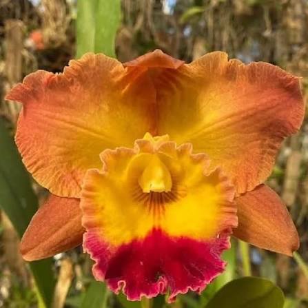 Blc. Exotic Dream