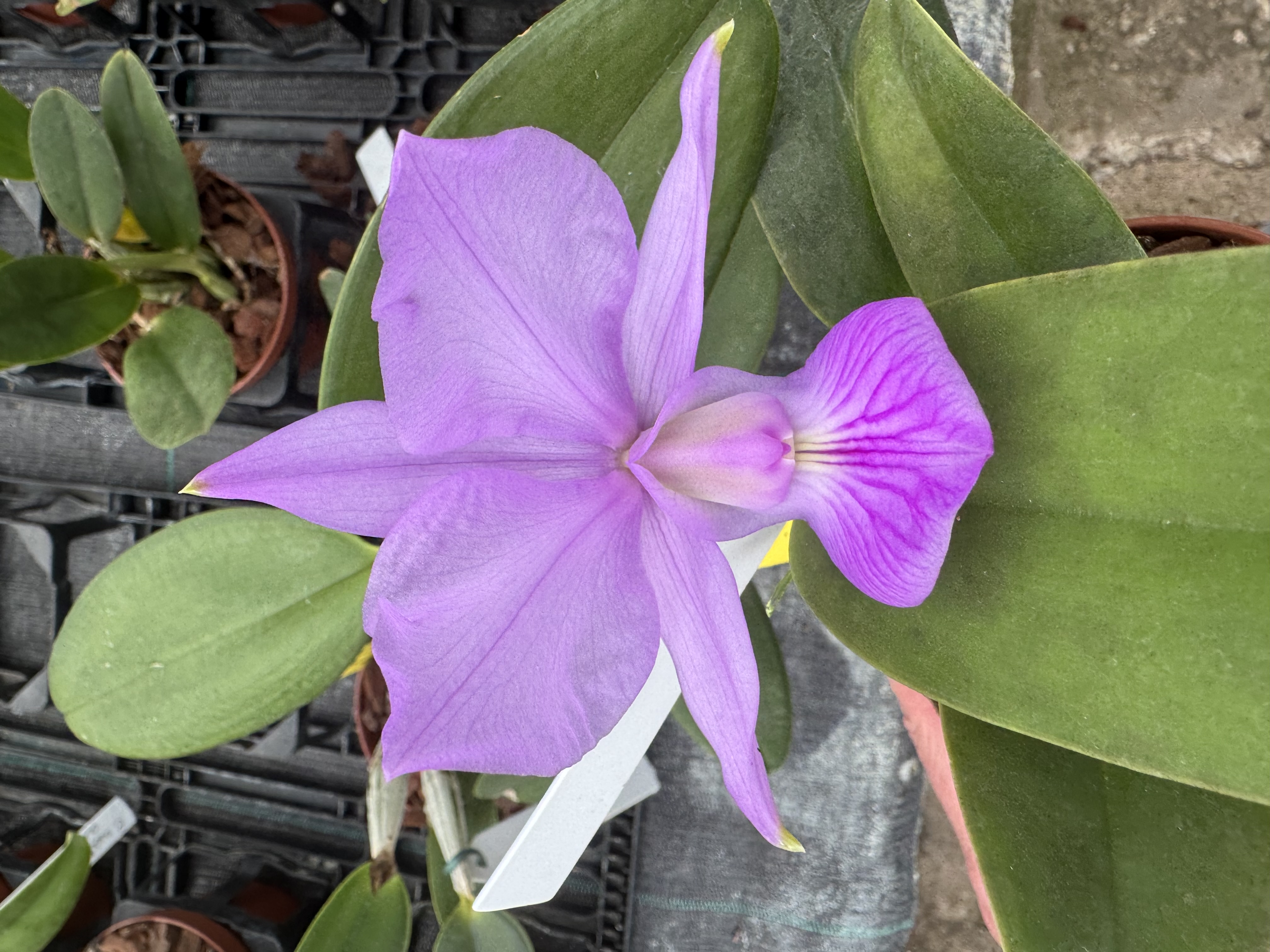 Cattleya walkeriana var. Concolor