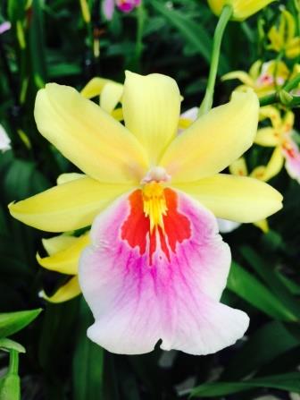 Miltonia Sunset