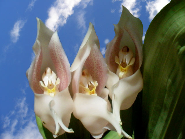 Anguloa virginalis