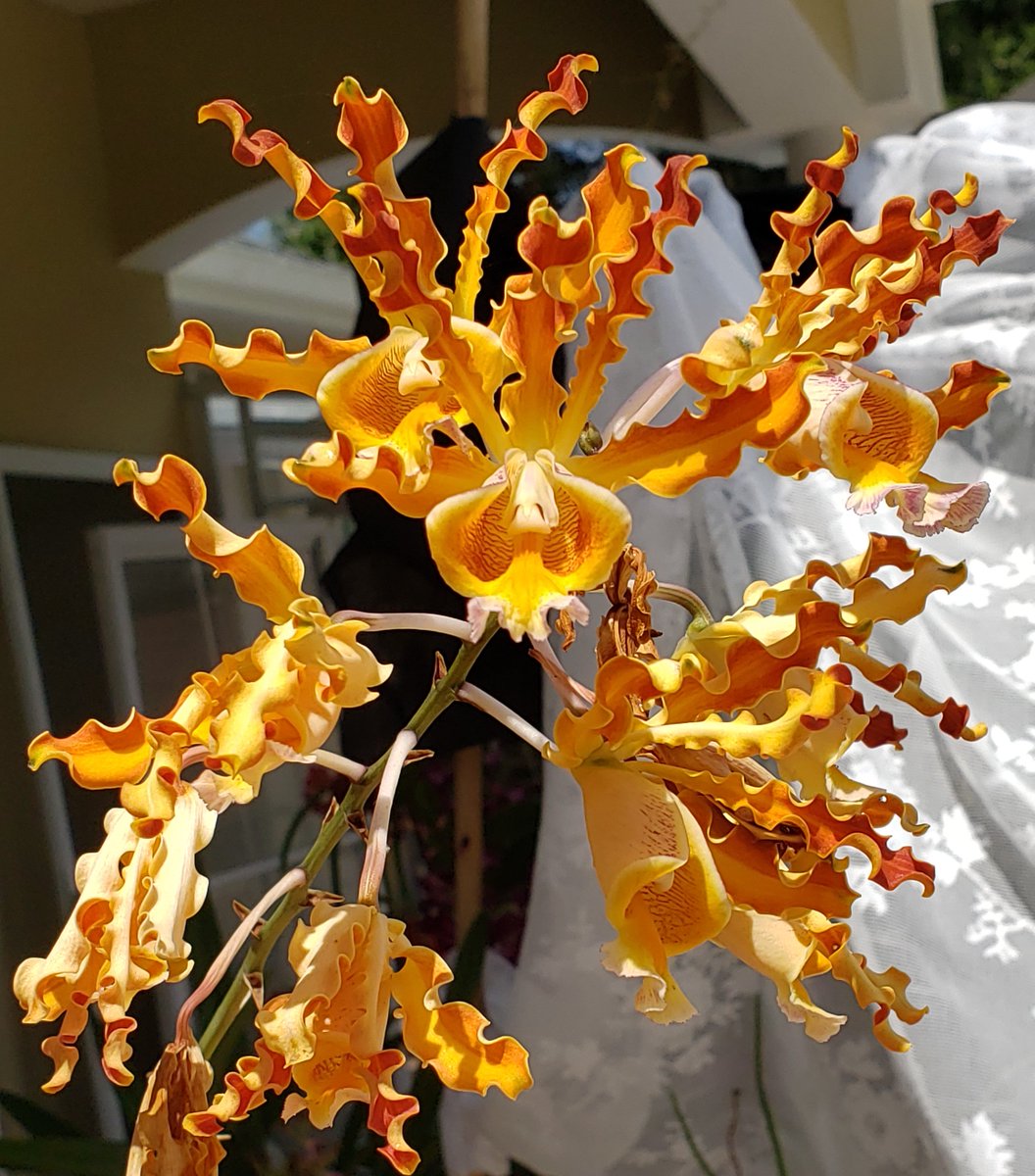 Schomburgkia brysiana