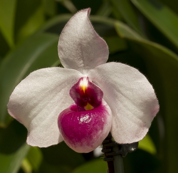 Paphiopedilum delenatii var. Vinicolor