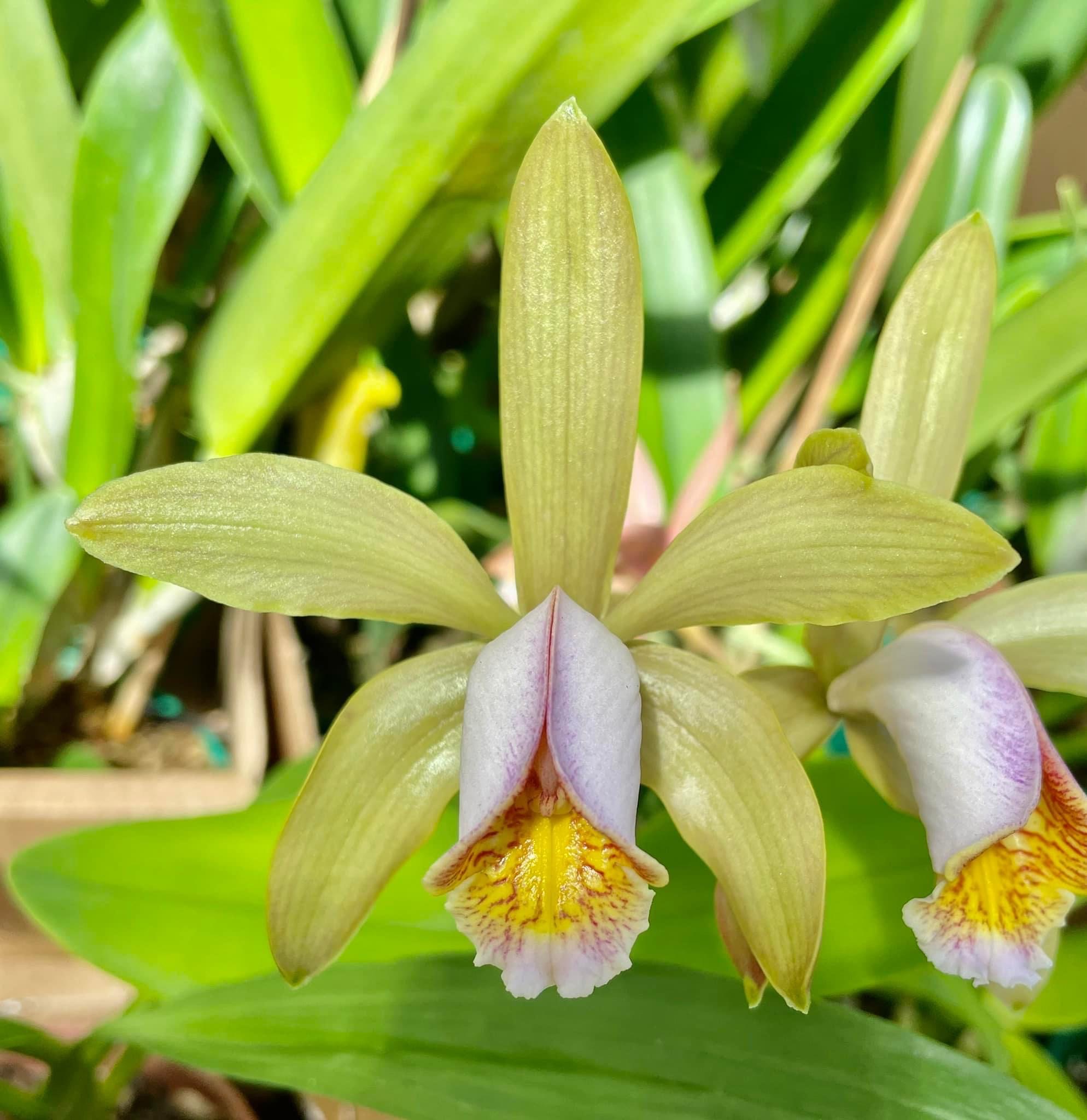 Cattleya forbesii