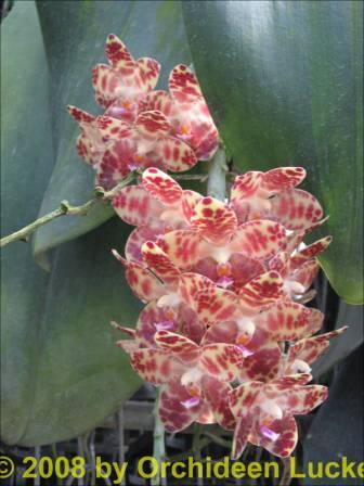 Phalaenopsis gigantea