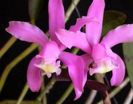 Cattleya kerrii