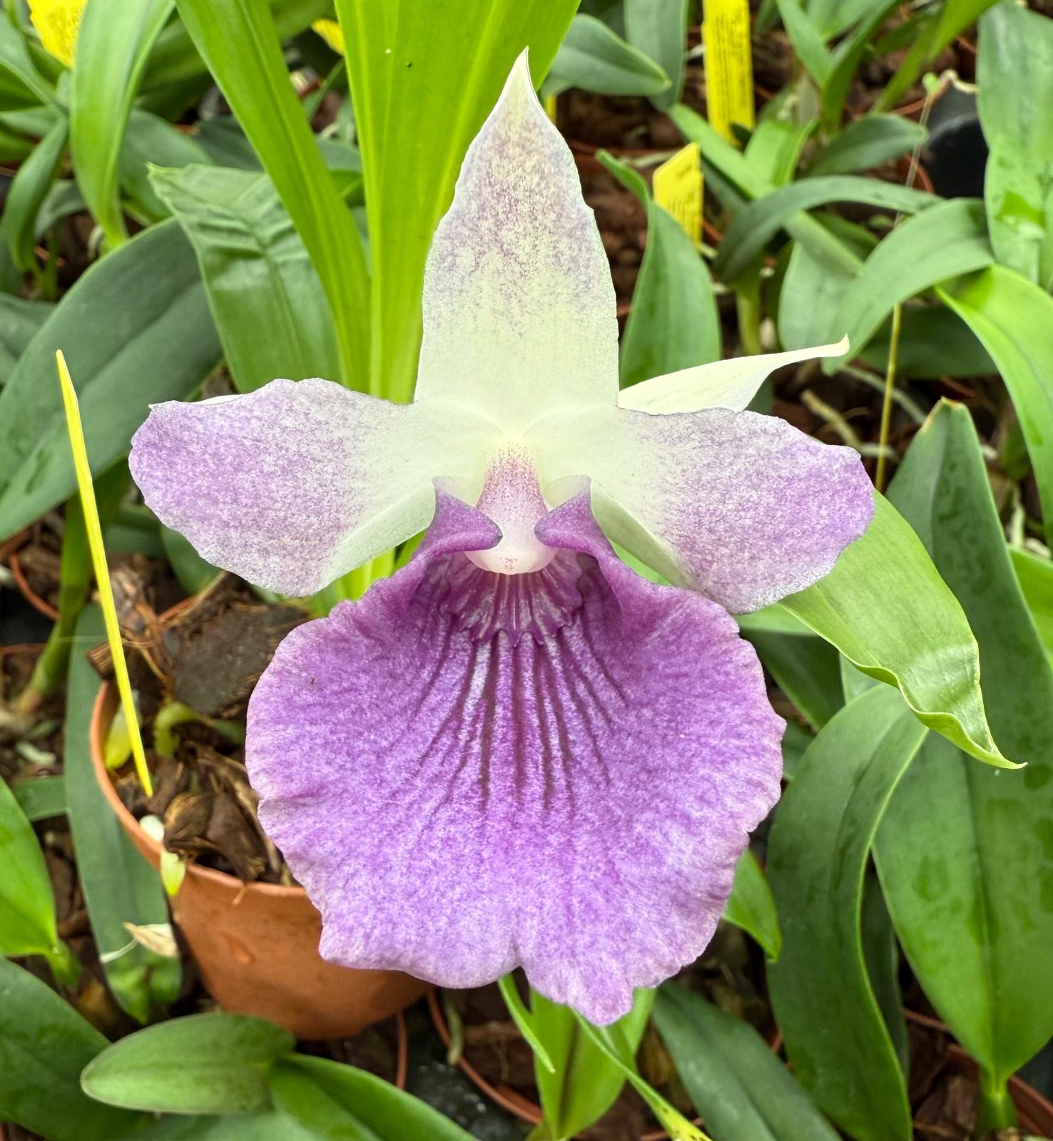 Cochleanthes (Warczewiczella)  Royal Robe