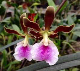 Encyclia randii