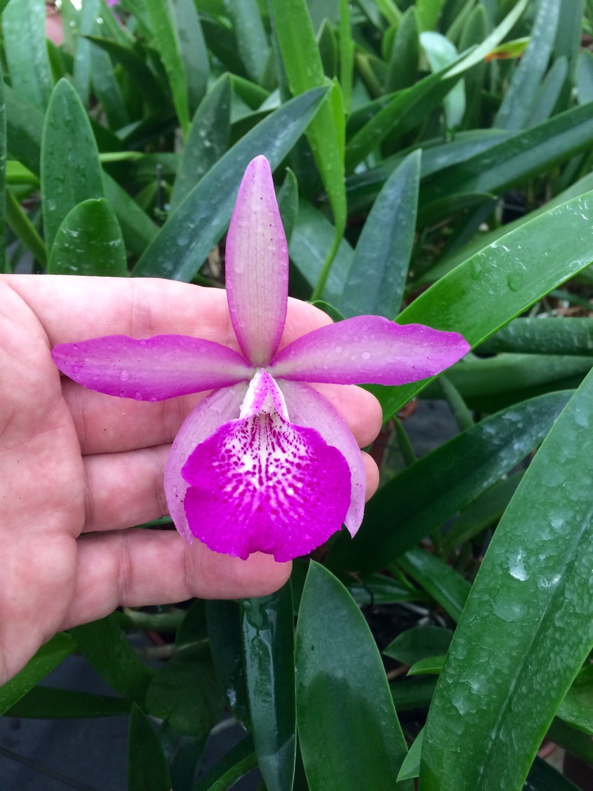 Bc. Maikai "Louise" x Cattleya Pao der Acucar