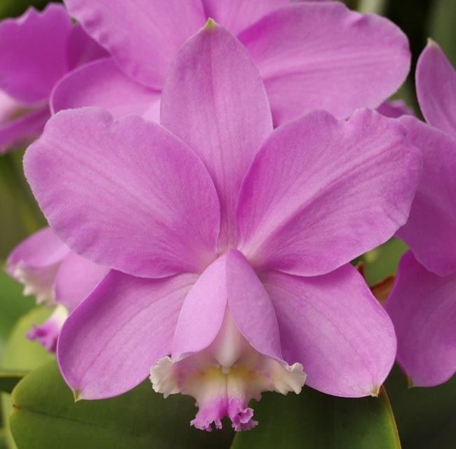 Cattleya loddigesii