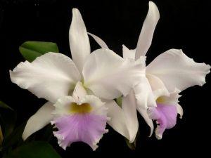 Cattleya labiata var. Amesiana