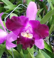 Blc. (Rlc.) Yuan Dung Torch "Grape"