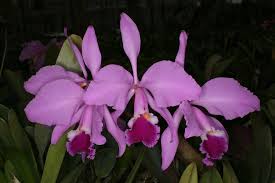 Cattleya warneri (Jabuticabu x Cacau)