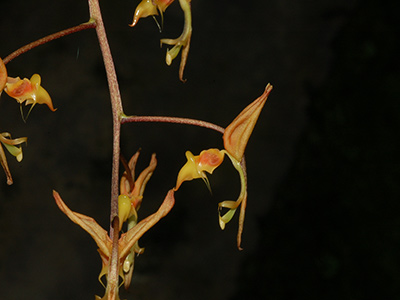Gongora aromatica 