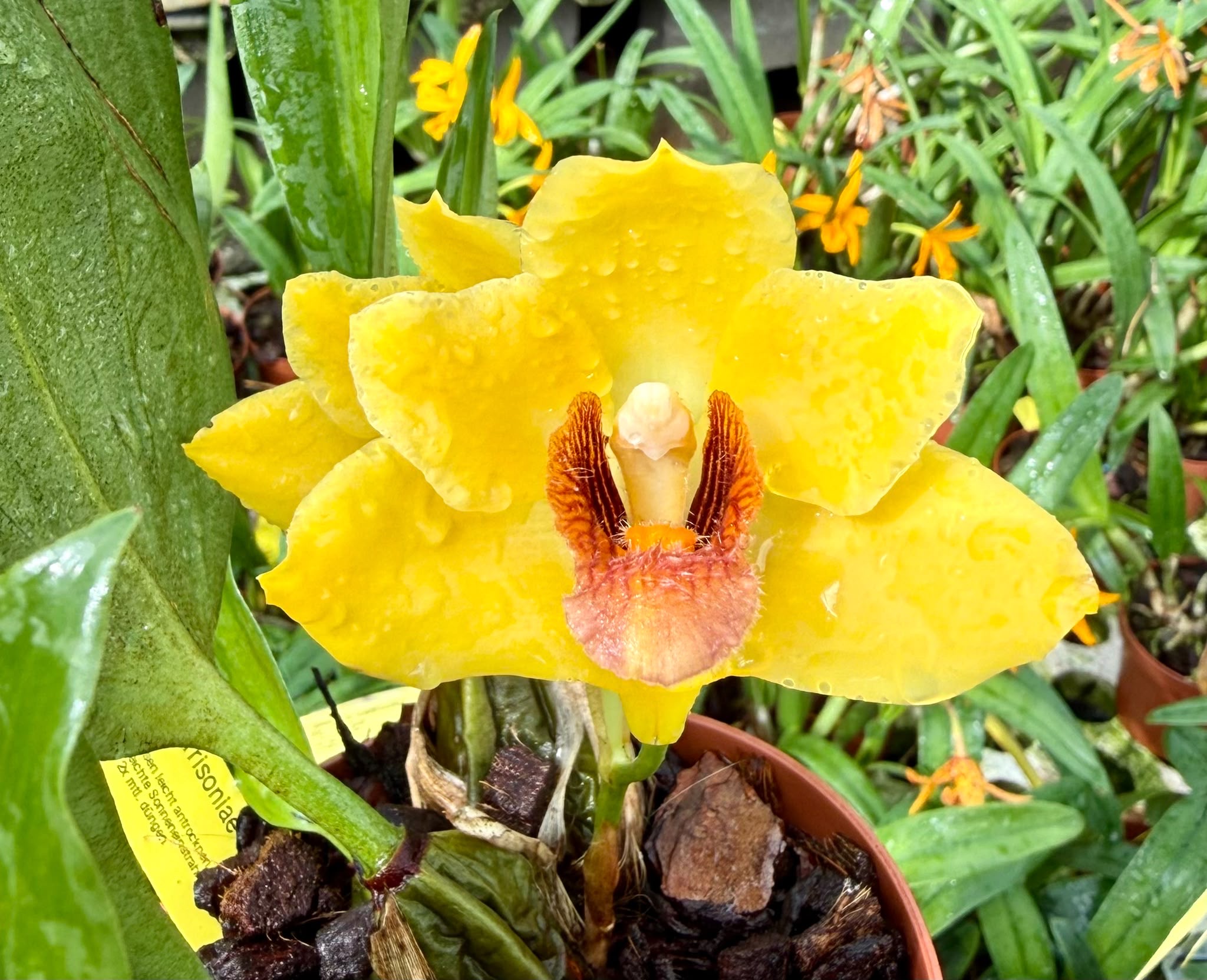 Bifrenaria harrisoniae "Yellow"