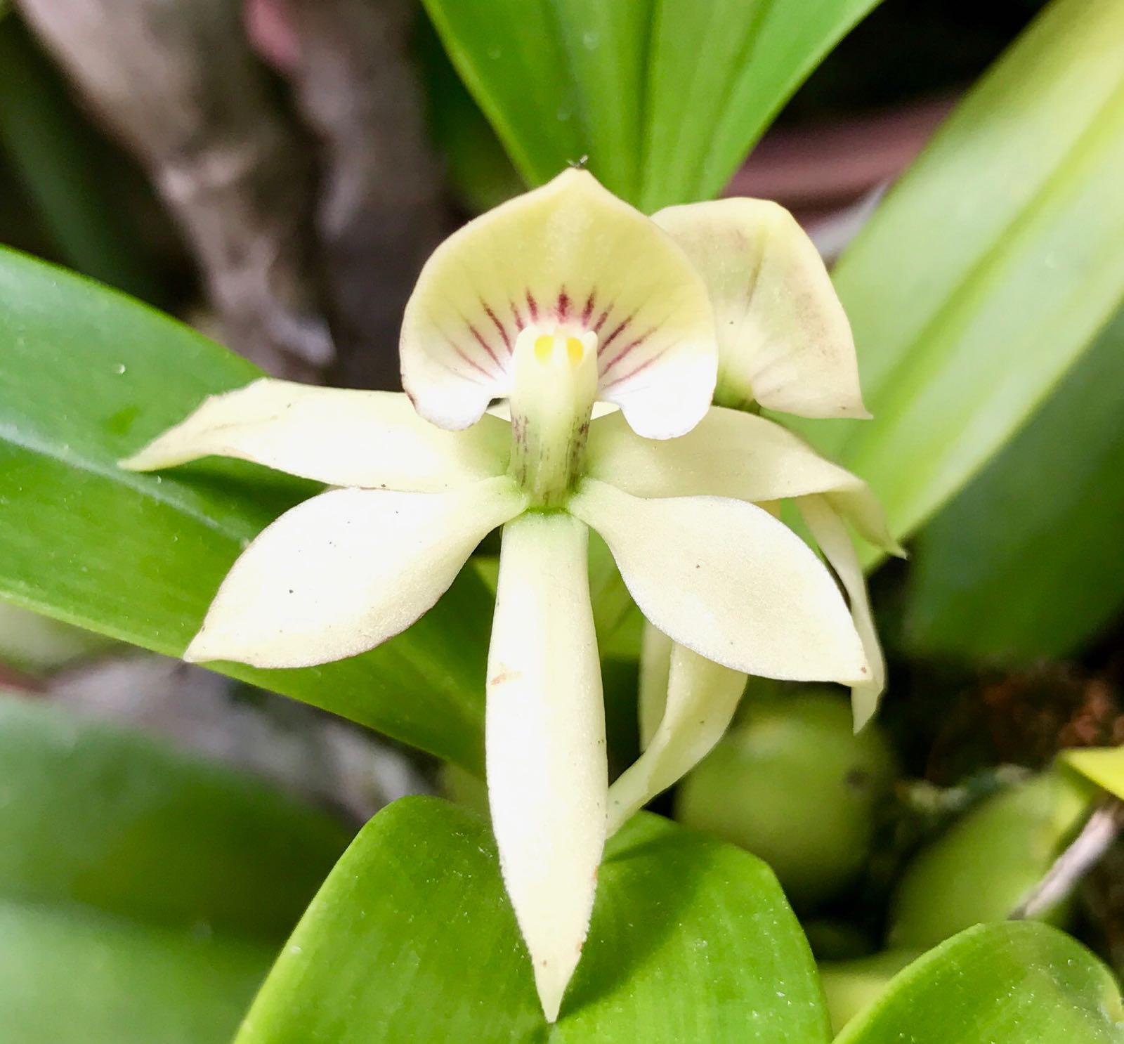 Encyclia trulla
