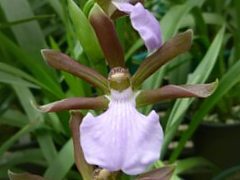 Zygopetalum triste