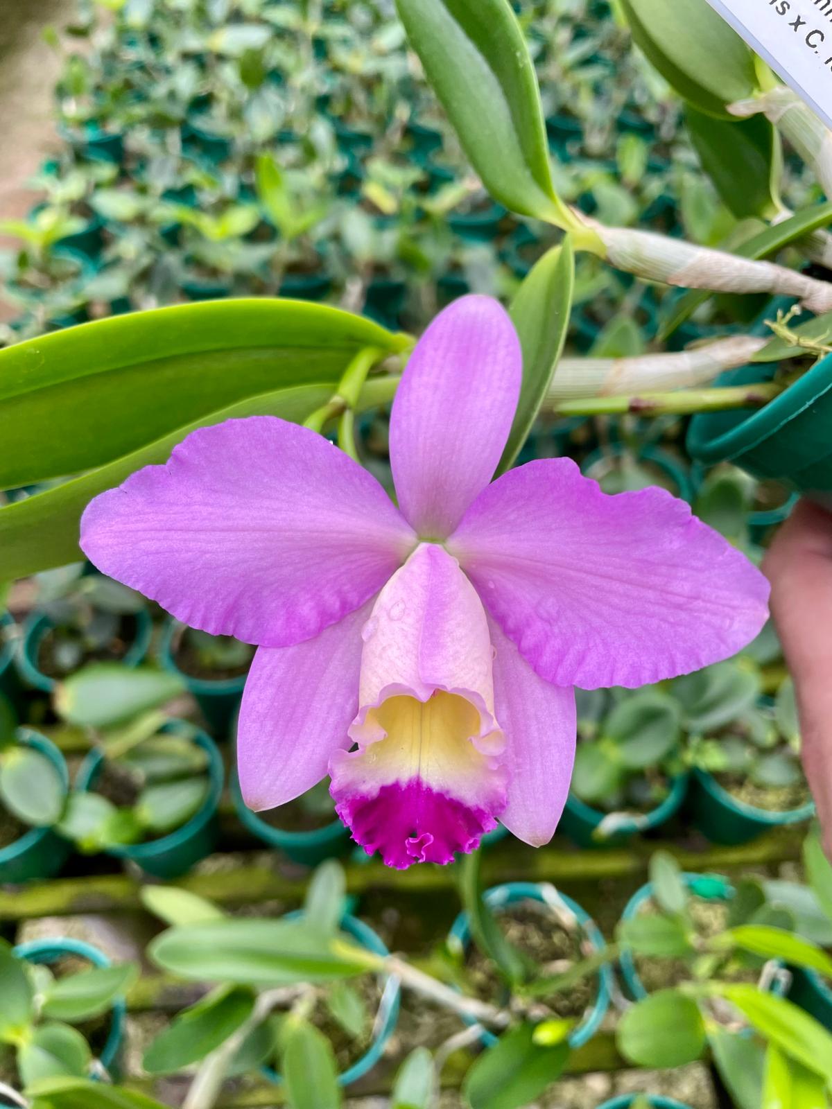 Cattleya pumila x loddigesii