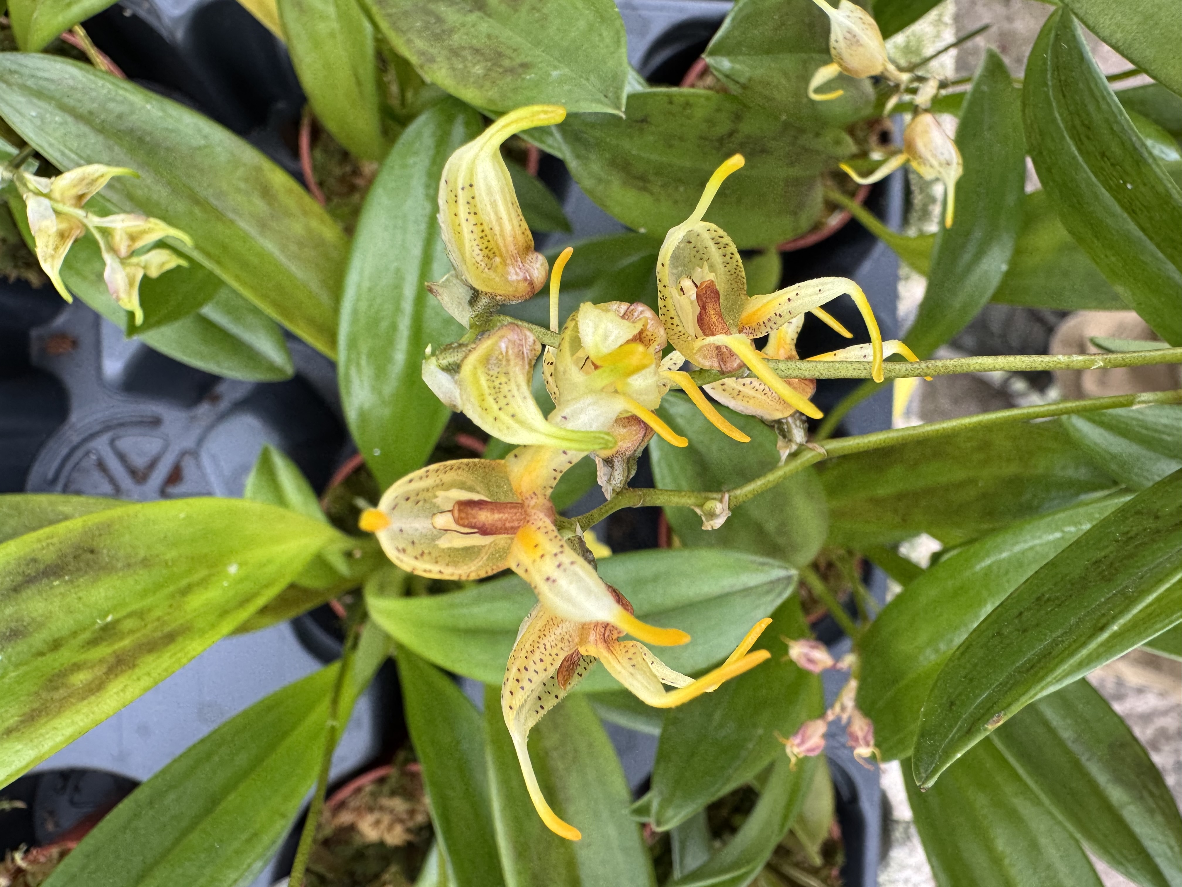 Masdevallia polysticta