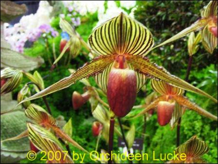 Paph-rothschildianum56f3ec9e71dec Paphiopedilum rothschildianum