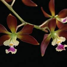 Encyclia guatemalensis