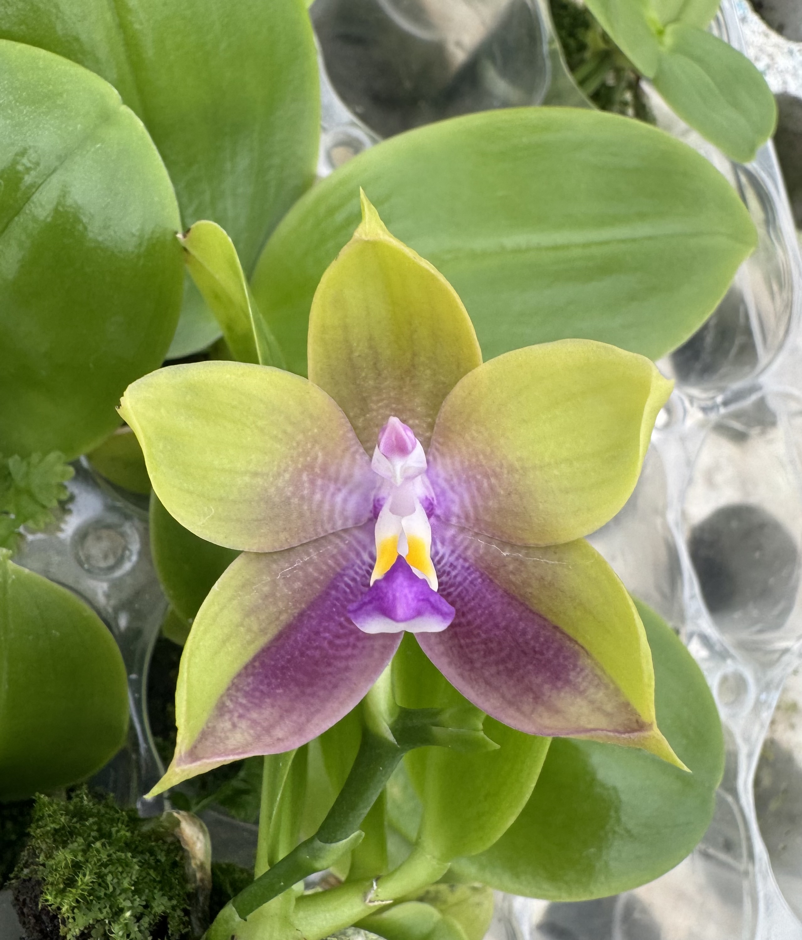 Phalaenopsis Mituo Prince "Ching Ming"