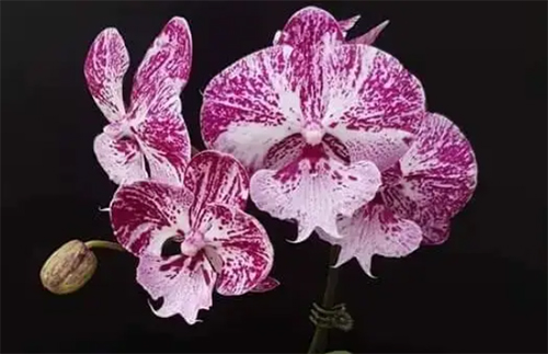 Phalaenopsis Allura "Caramba"