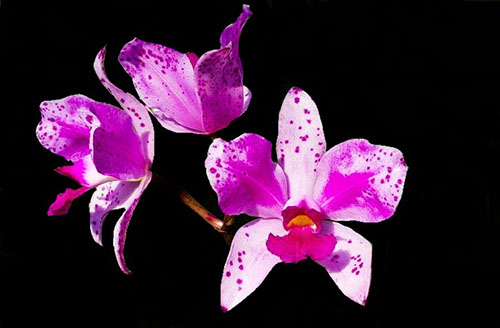 Cattleya amethystoglossa (Pintada x Pincelada)