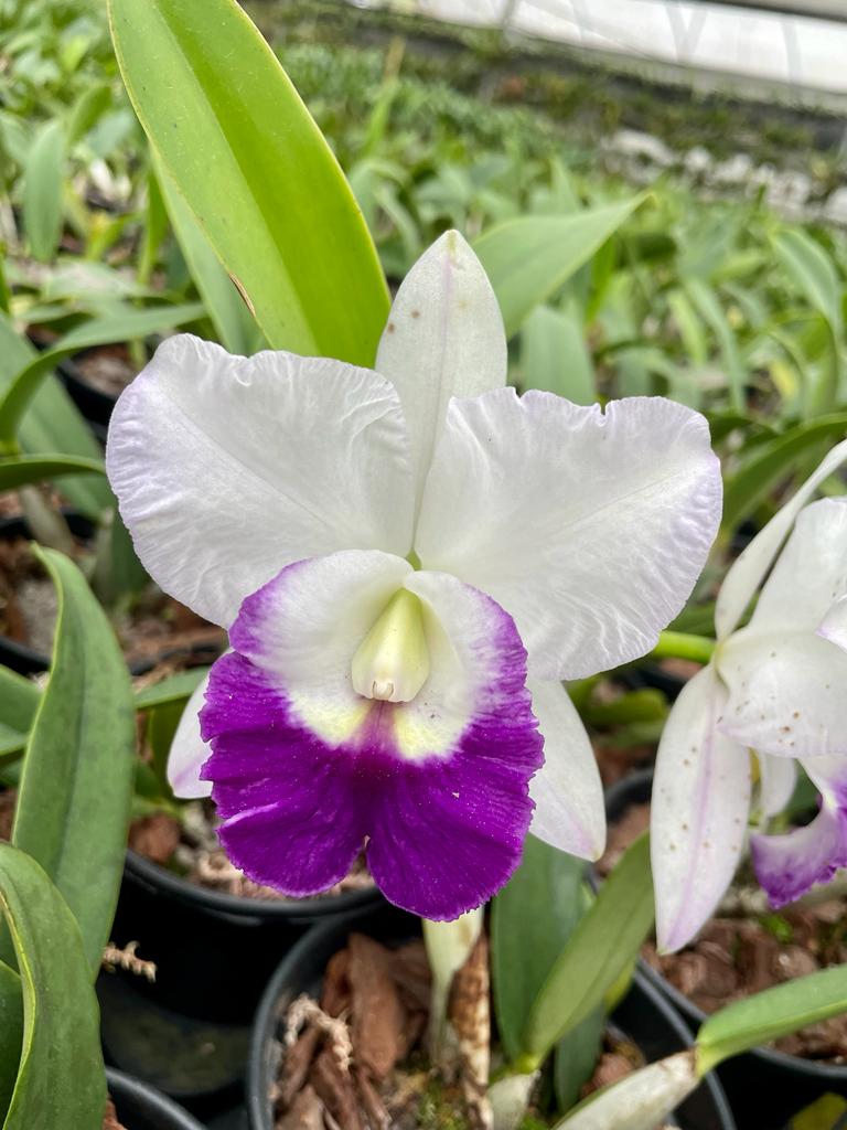 Cattleya Memoria Robert Strait "Blue Hawaii"