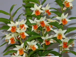 Dendrobium Frosty Dawn