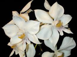 Diacrium bicornutum