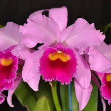 Lc. Irene Finney