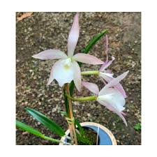 Cattleya Pedra da Gavea x Brassavola tuberculata