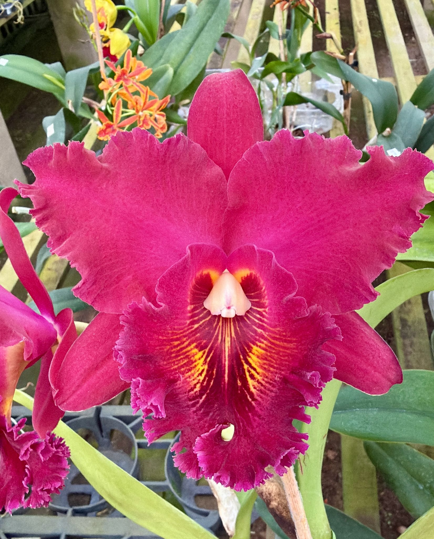 Blc. Chia Lin "New City"