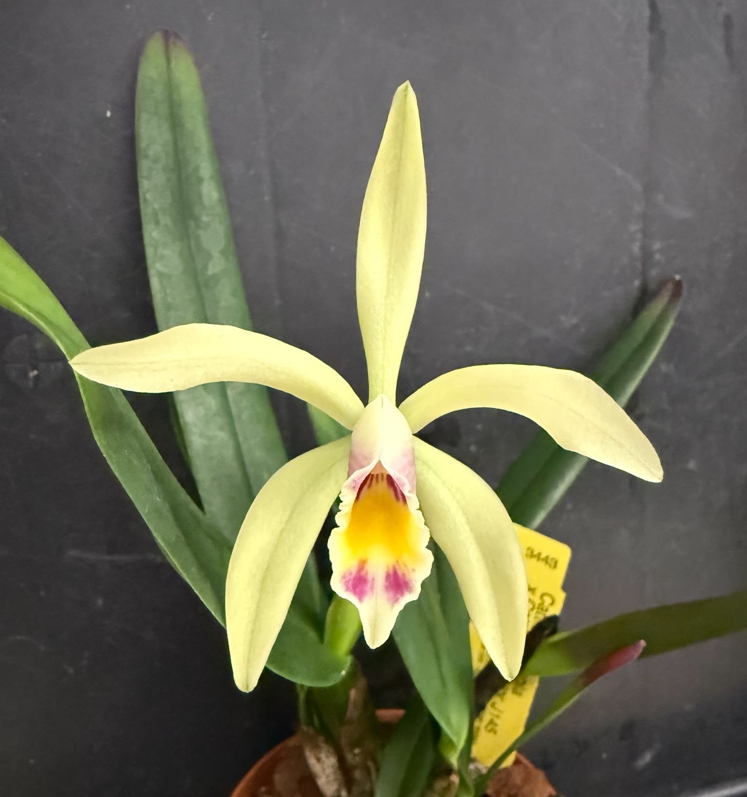 Cattleya luteola x iricolor