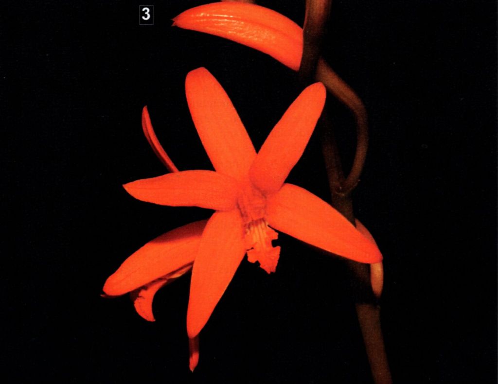 Laelia aracuaiensis