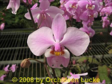 Phalaenopsis schilleriana