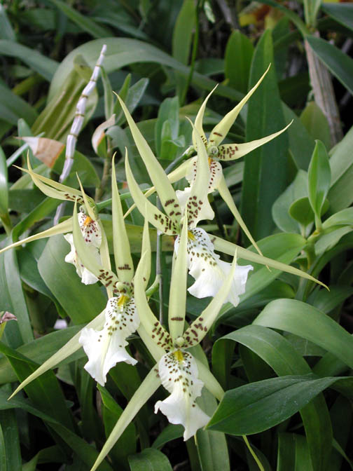 Brassiaverrucosa Brassia verrucosa