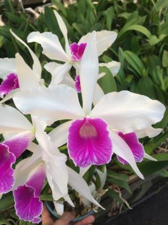 Laelia purpurata var. Roxo-Bispo "Sao George"